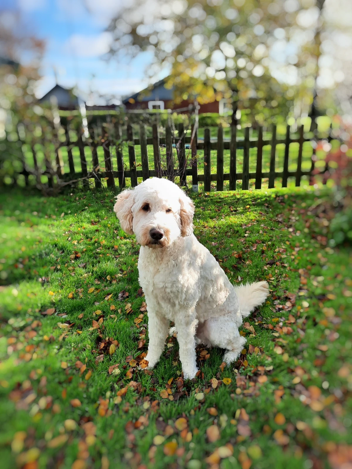 Hundewald